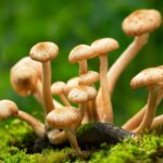 Surprising Benefits of Incorporating Mushrooms Into Your Diet